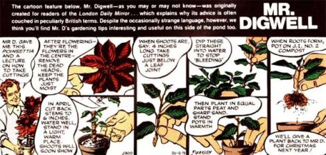 How to Root Poinsettia Cuttings Image